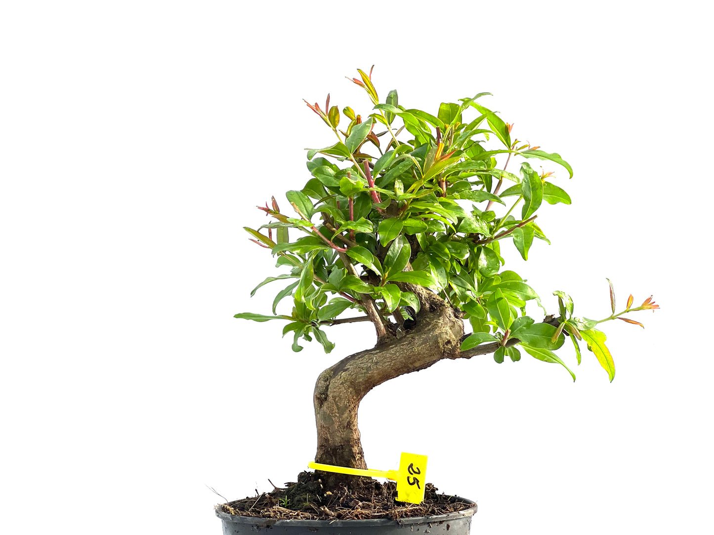 Punica Granatum Nejikan 2037
