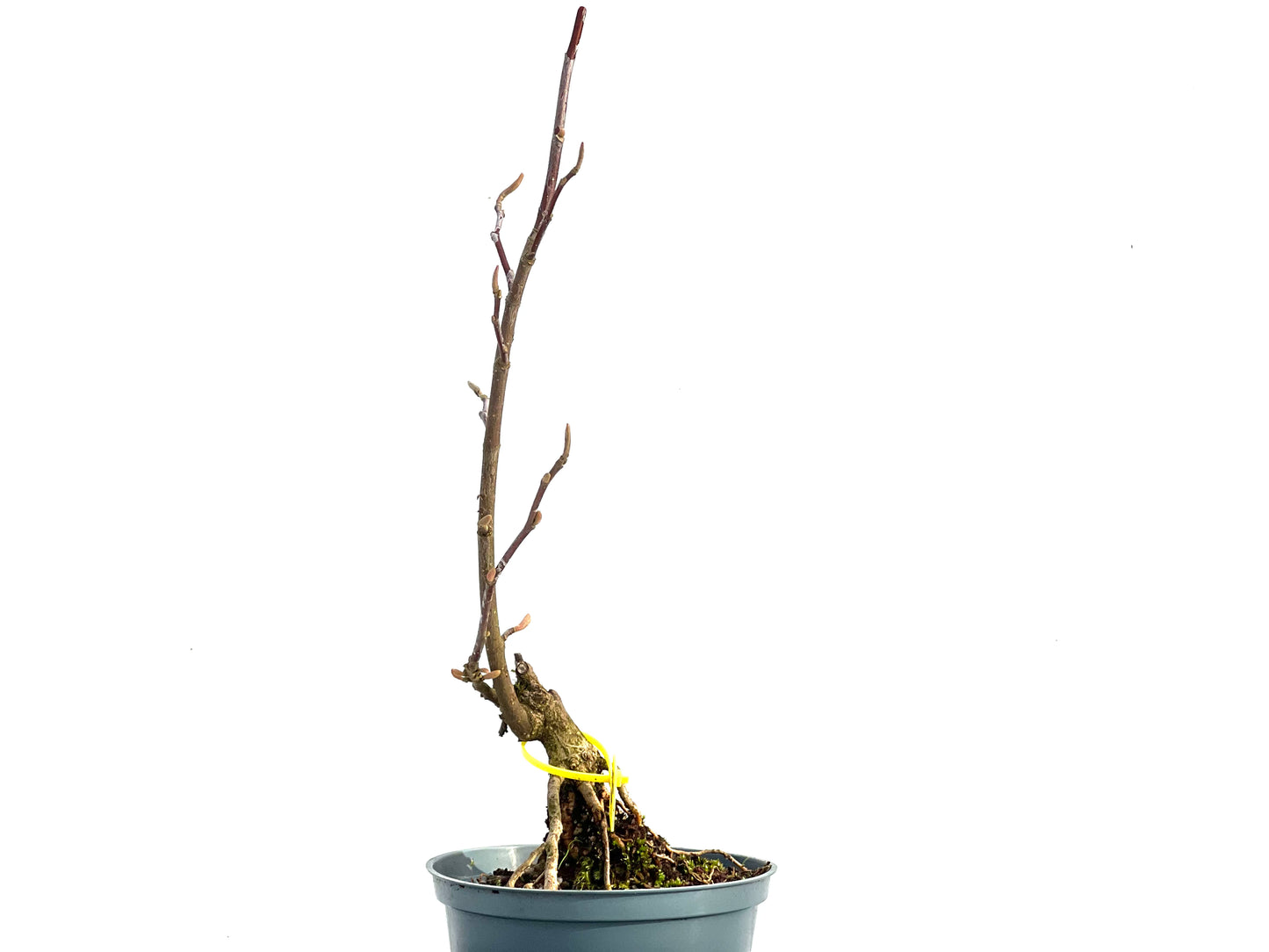 Magnolio 3611