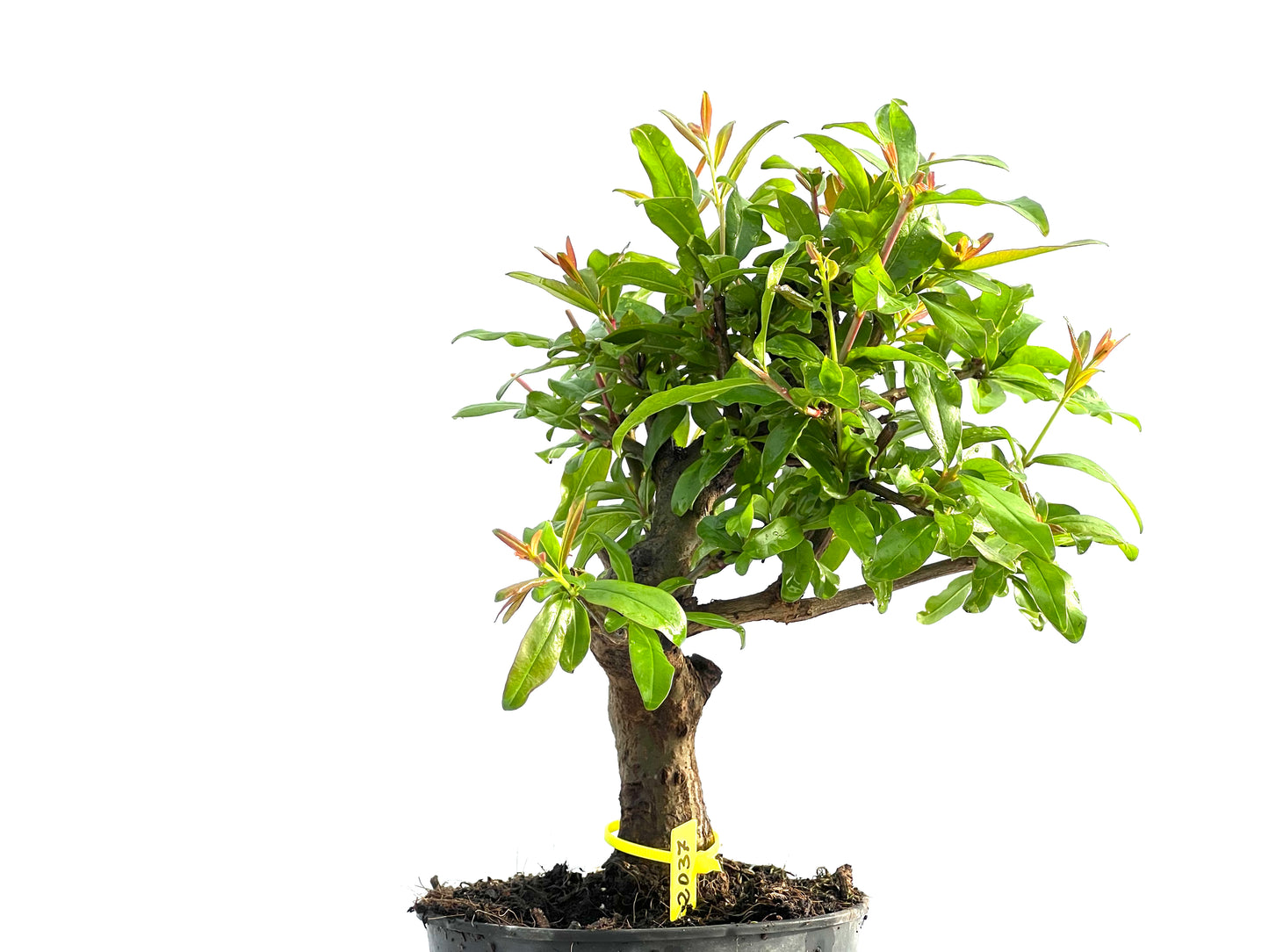 Punica Granatum Nejikan 2037