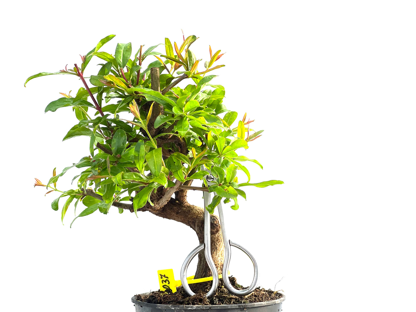 Punica Granatum Nejikan 2037