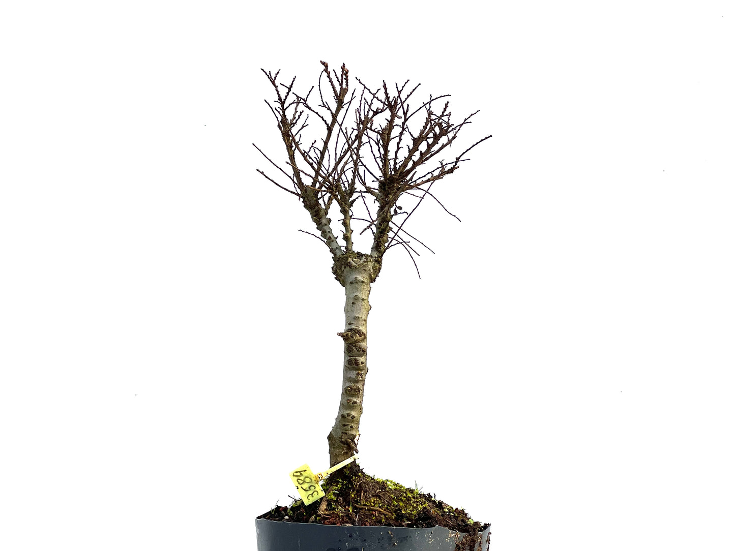 Ulmus Hokkaido 3589