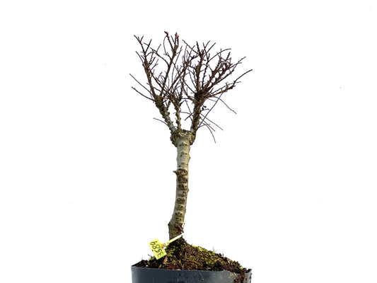 Ulmus Hokkaido 3589