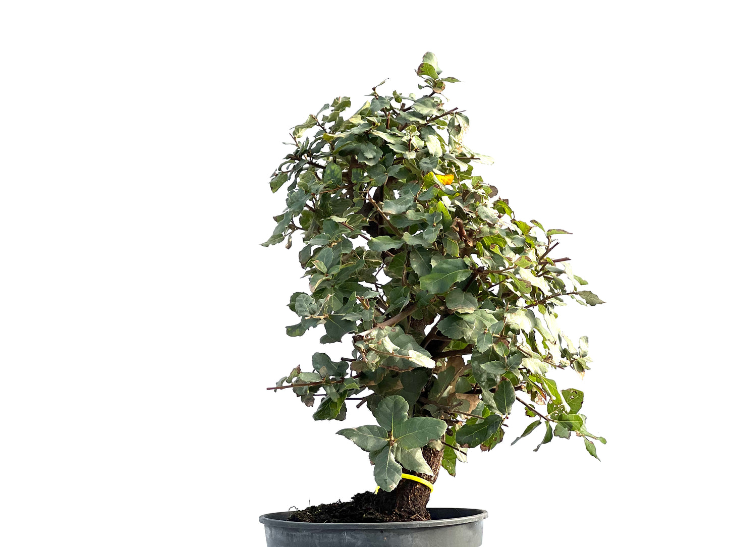 Quercus Suber 2038