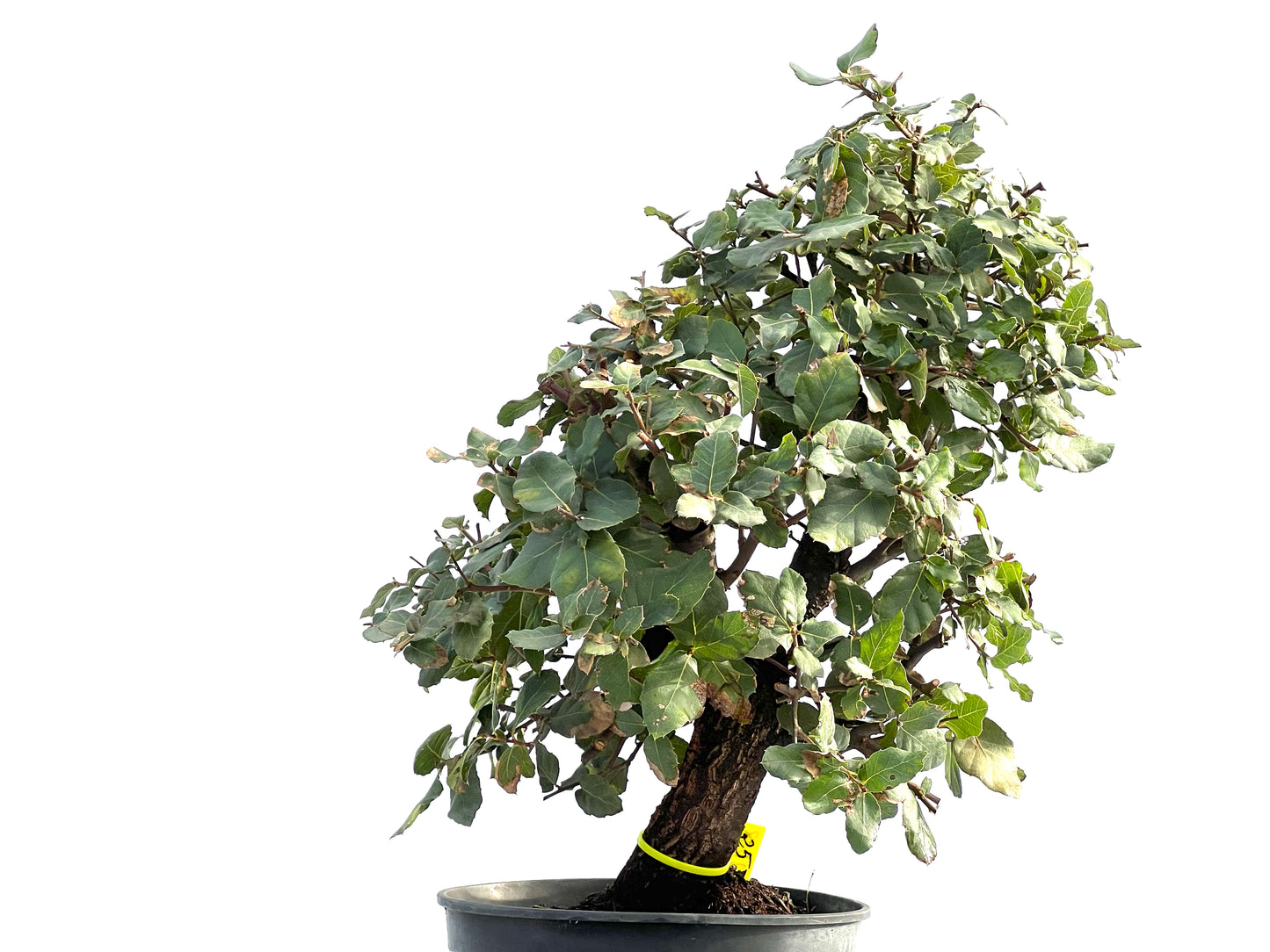 Quercus Suber 2038