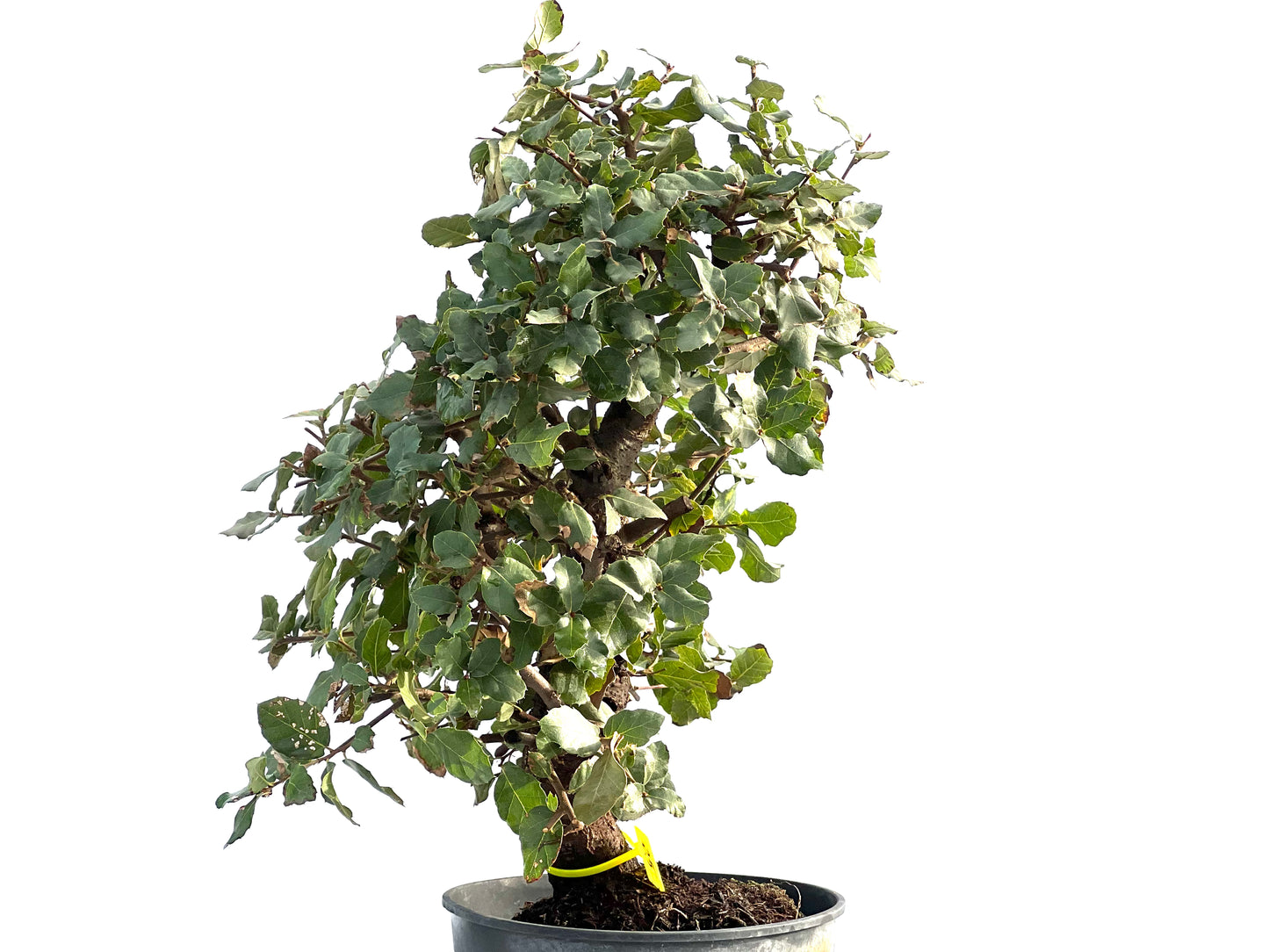 Quercus Suber 2038