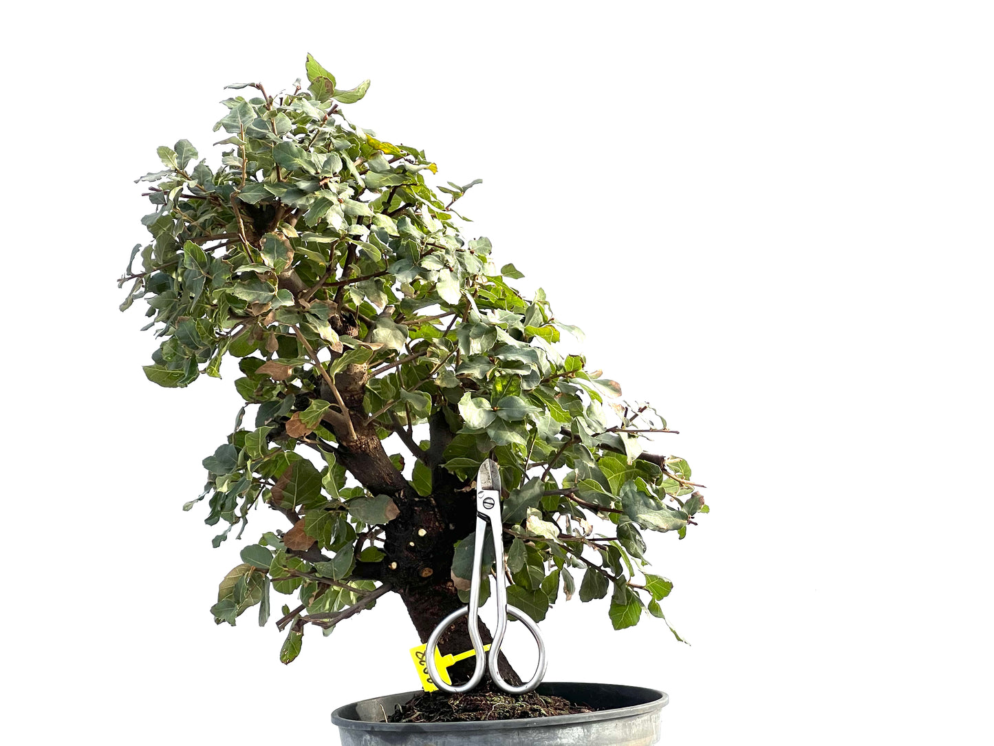 Quercus Suber 2038
