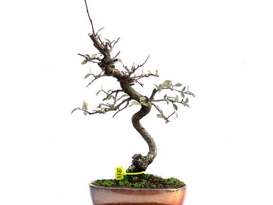 Cotoneaster Franchetti 3587