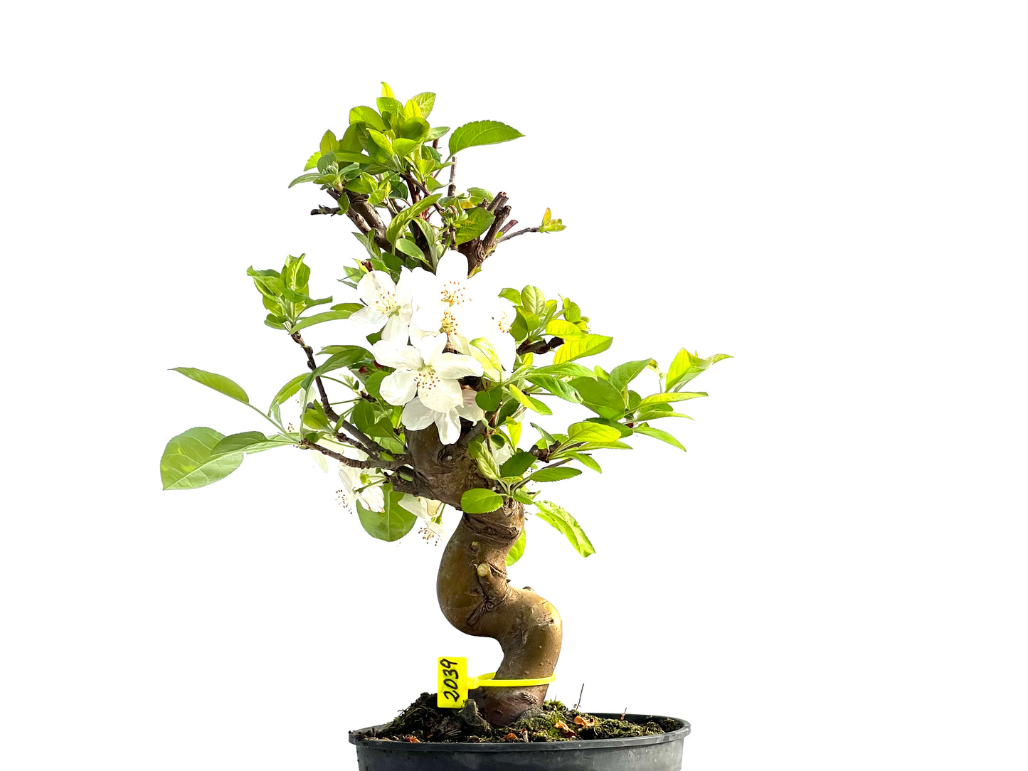 Malus 2039