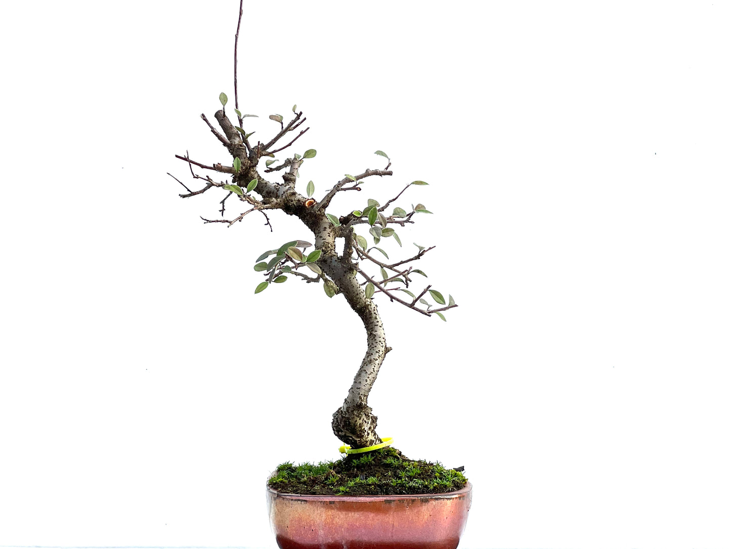 Cotoneaster Franchetti 3587