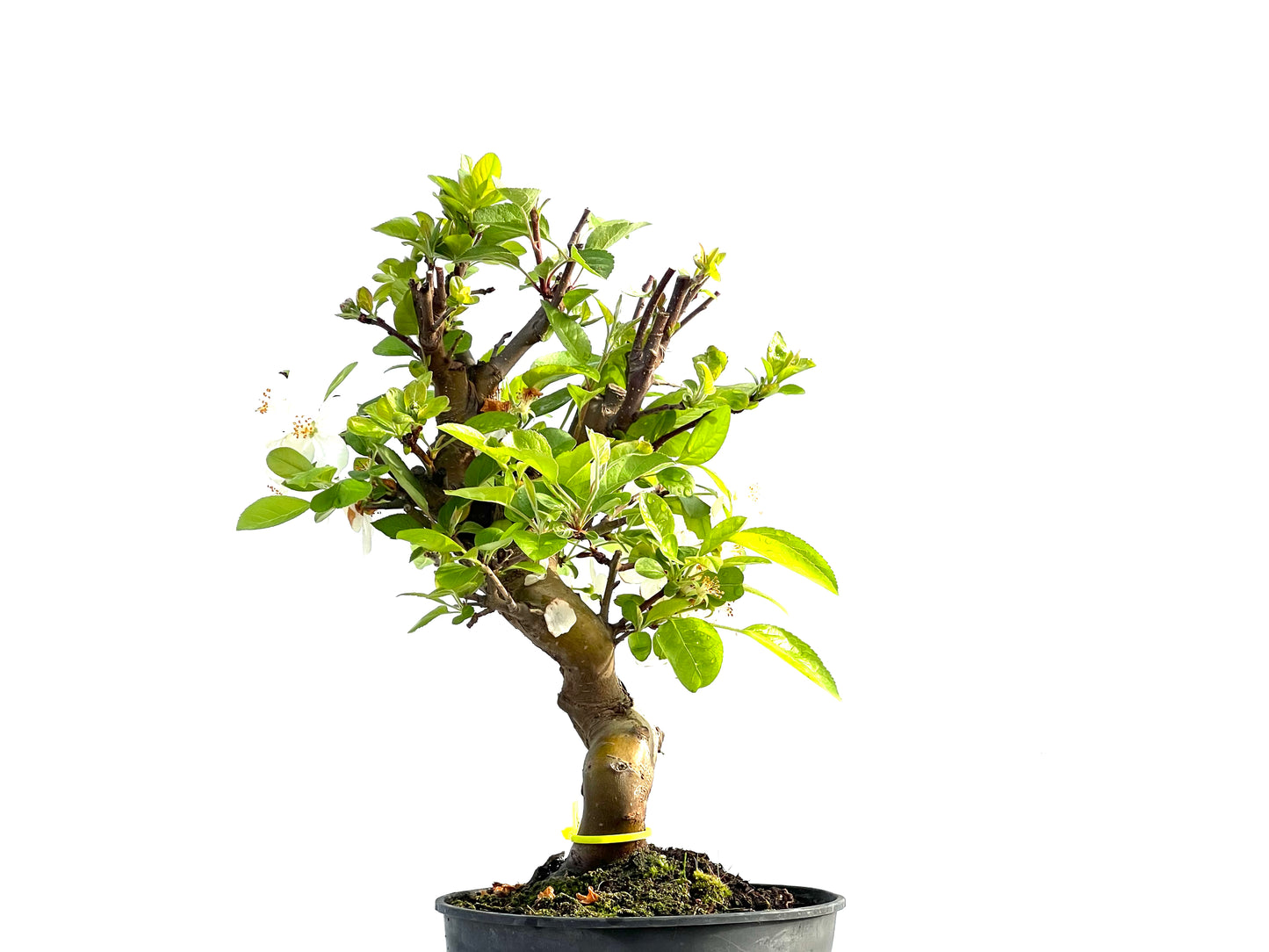 Malus 2039