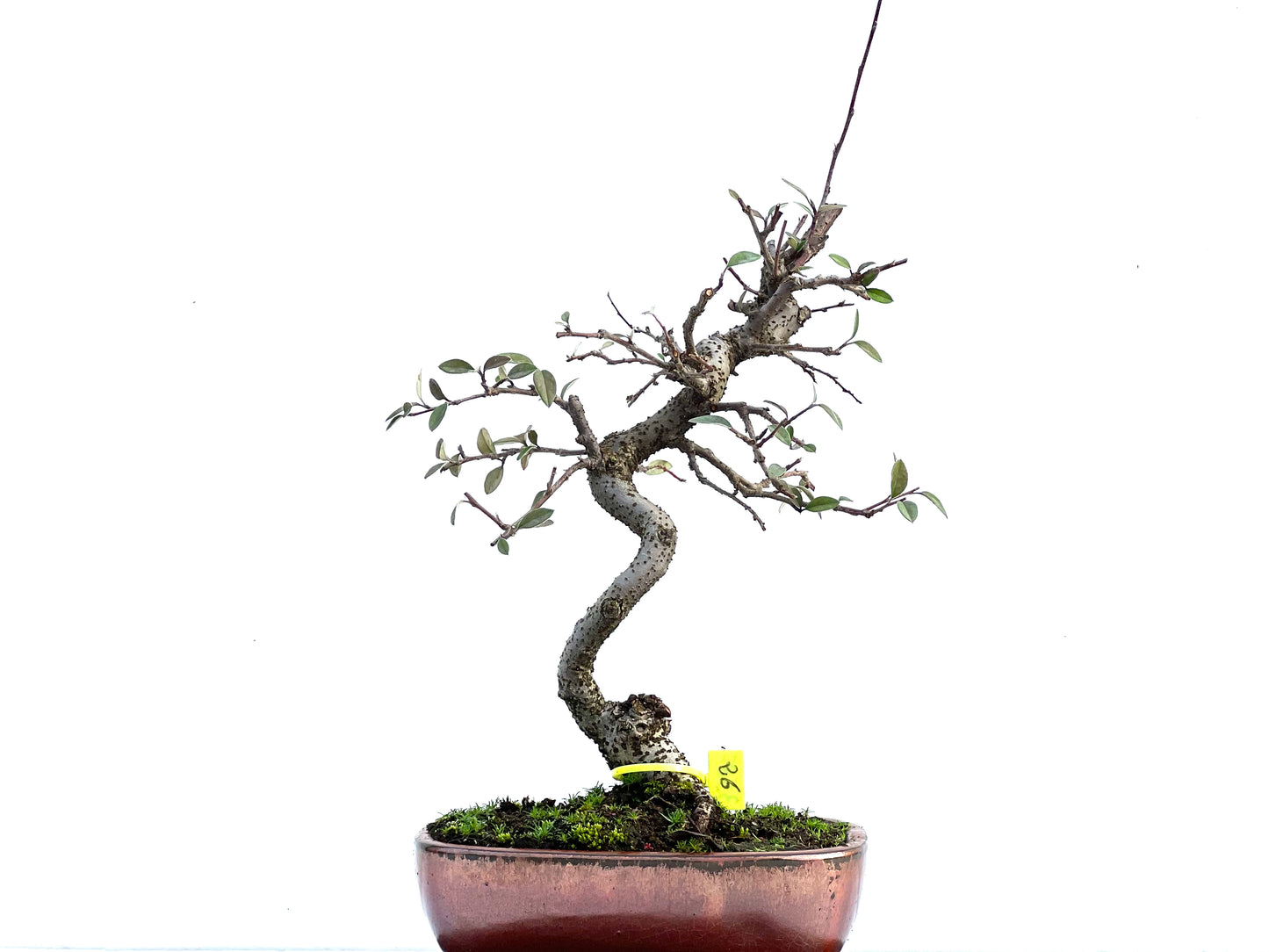 Cotoneaster Franchetti 3587
