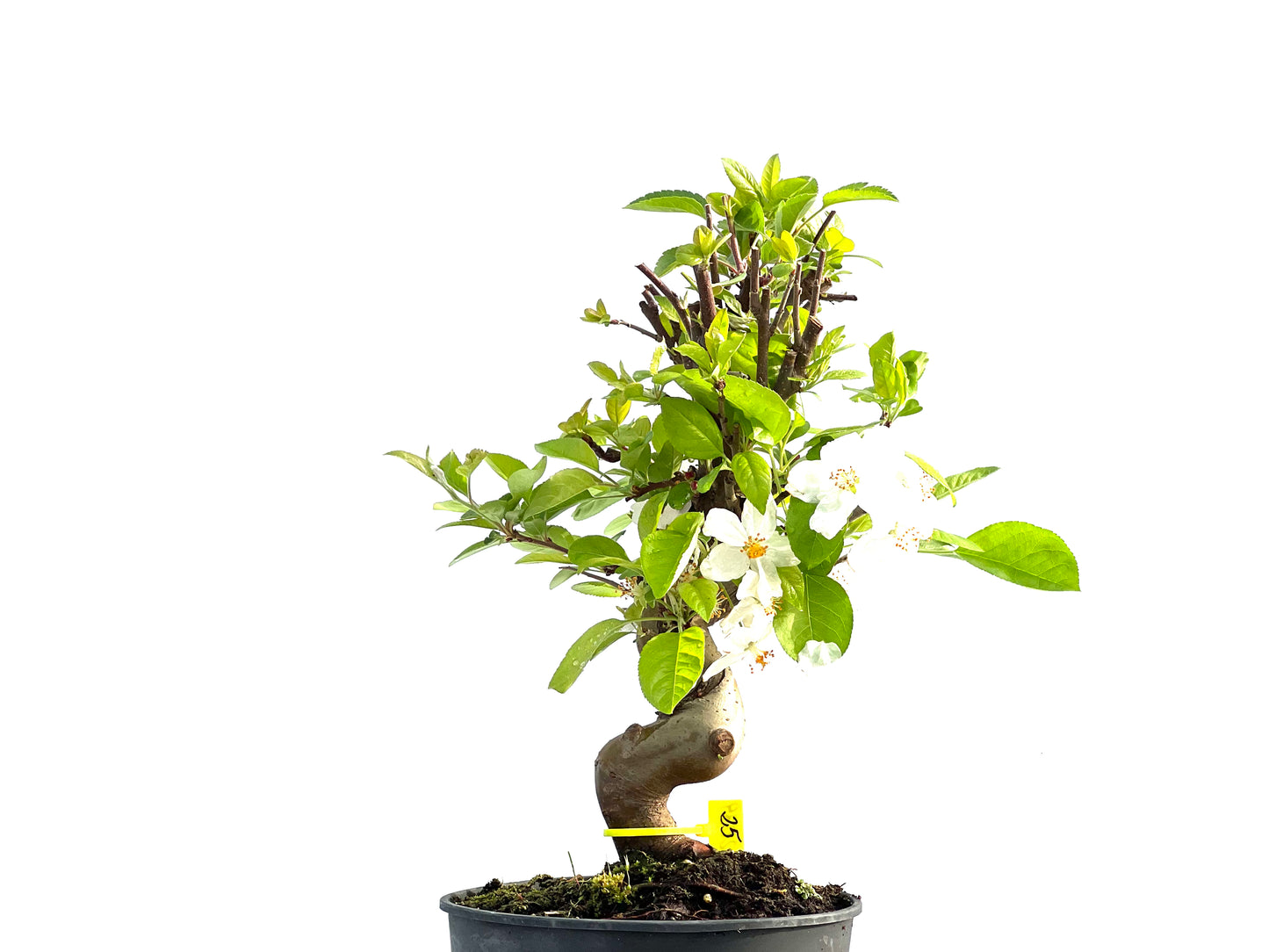 Malus 2039
