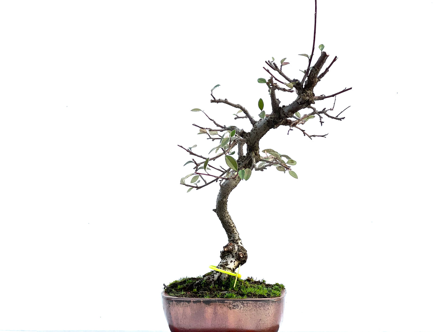 Cotoneaster Franchetti 3587