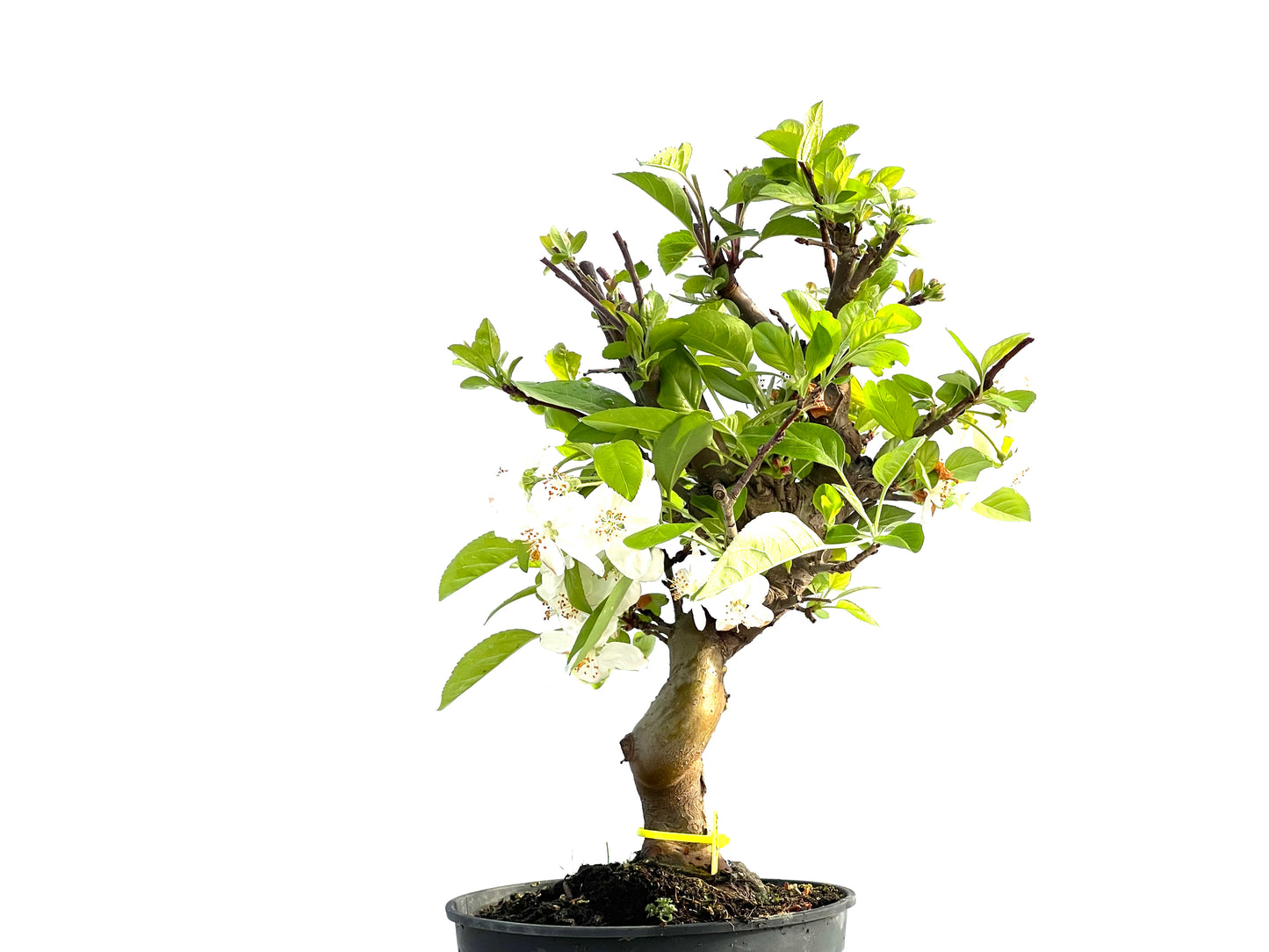Malus 2039