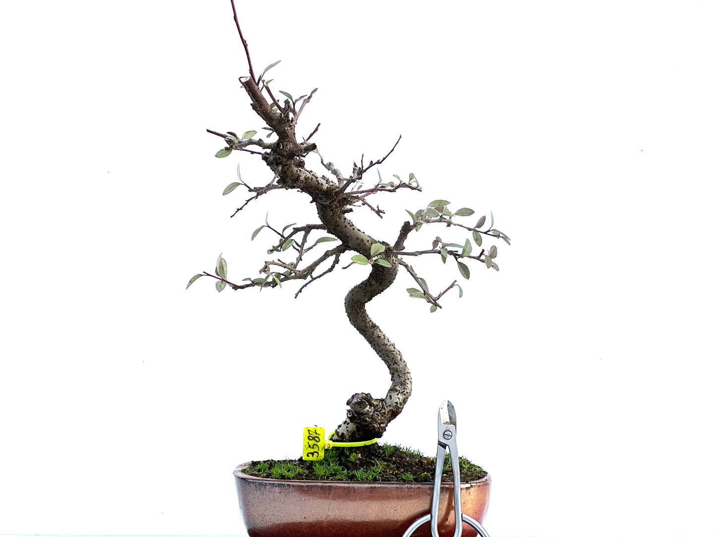 Cotoneaster Franchetti 3587