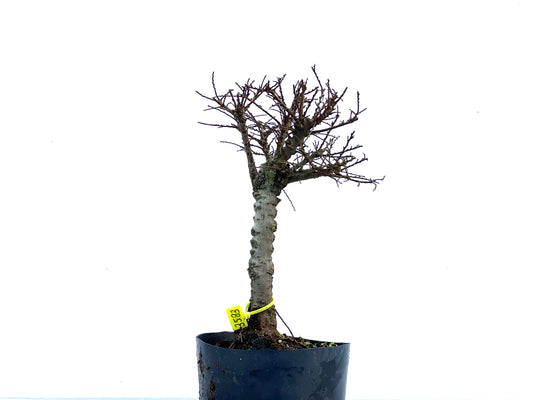 Ulmus Hokkaido 3583