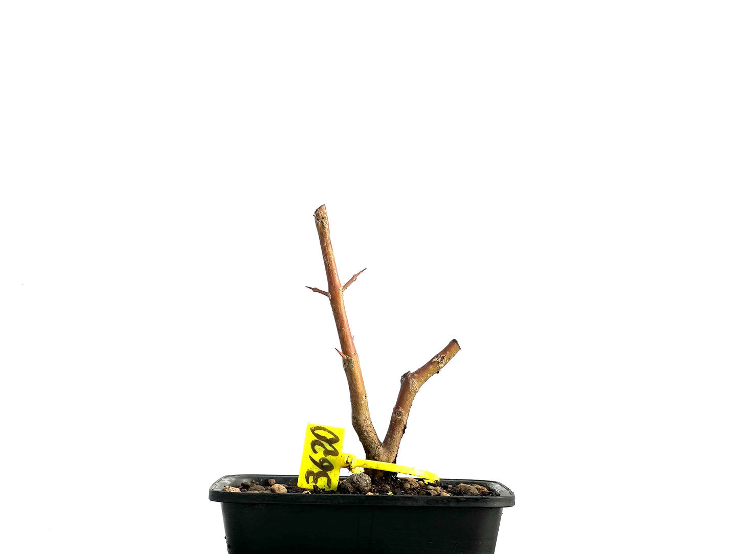 Punica Granatum Nejikan 3620