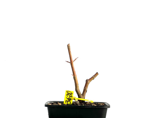 Punica Granatum Nejikan 3620