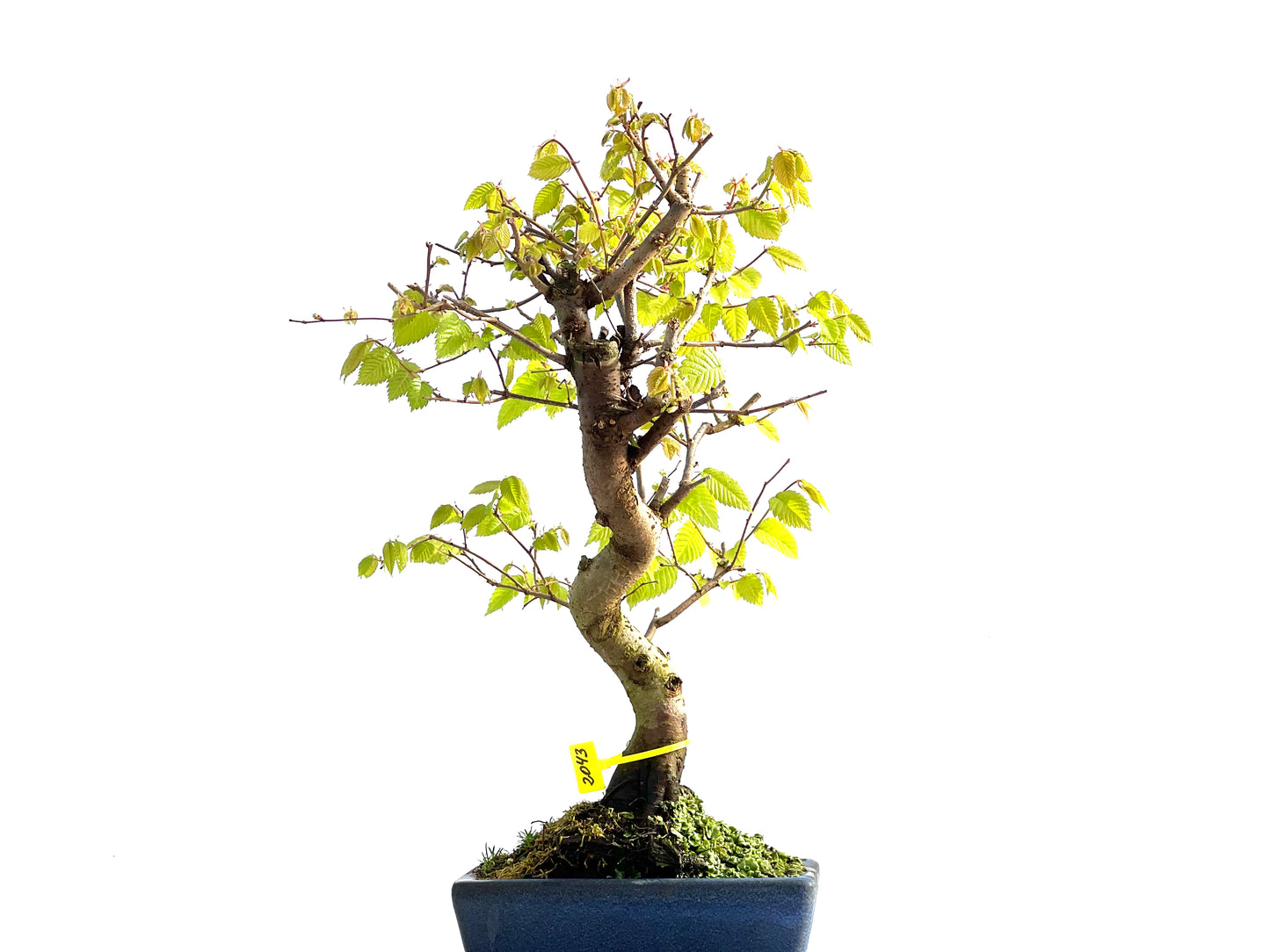 Zelkova Serrata 2043