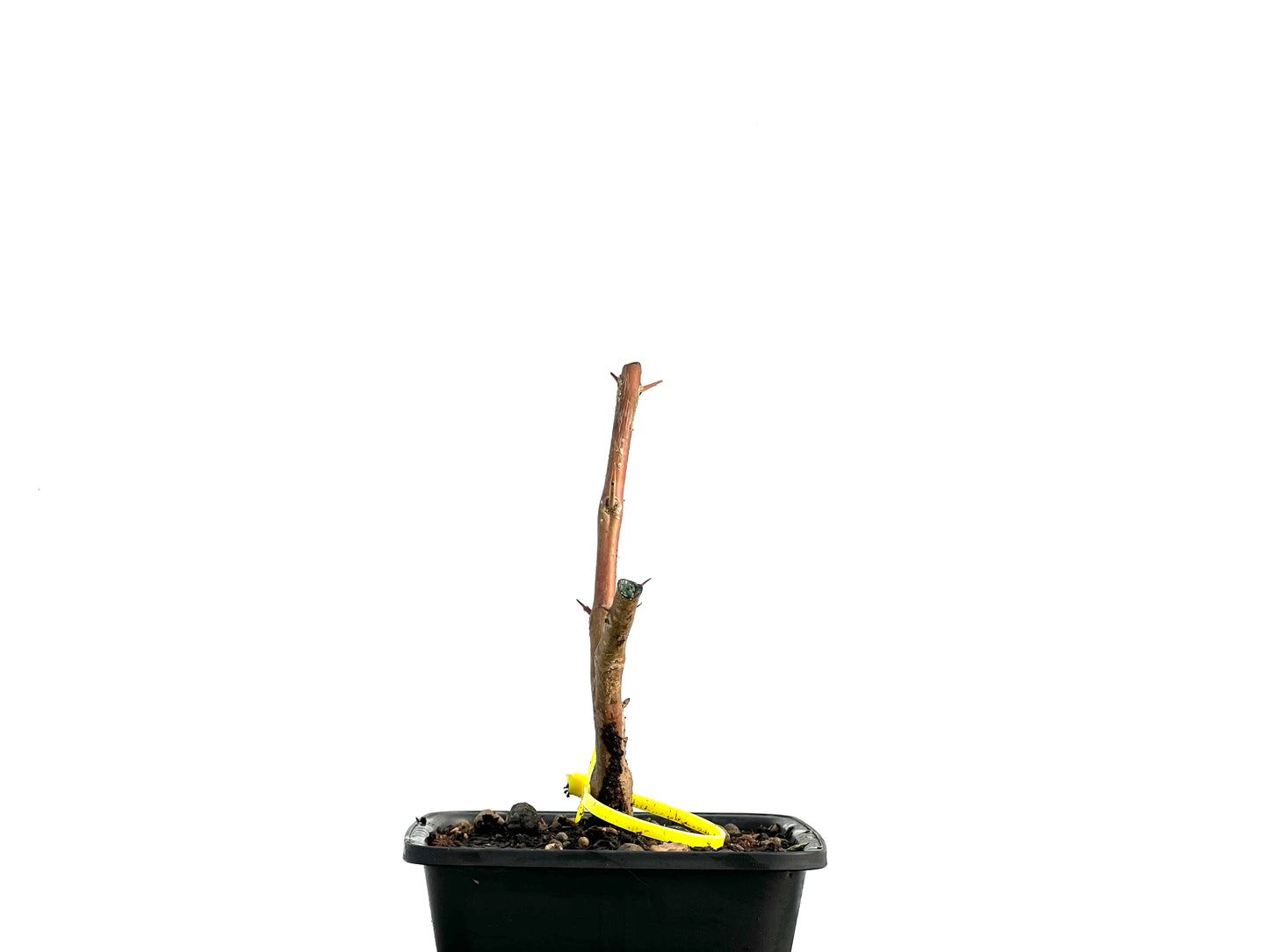 Punica Granatum Nejikan 3620