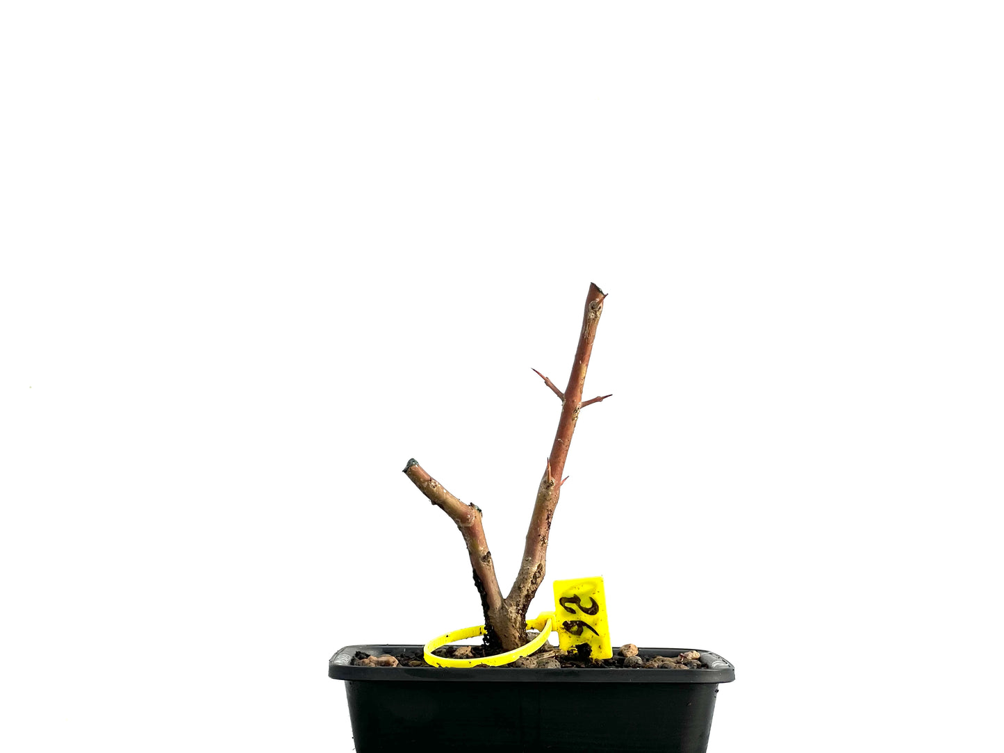 Punica Granatum Nejikan 3620