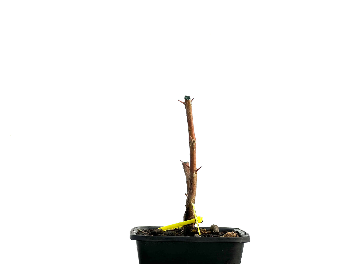 Punica Granatum Nejikan 3620