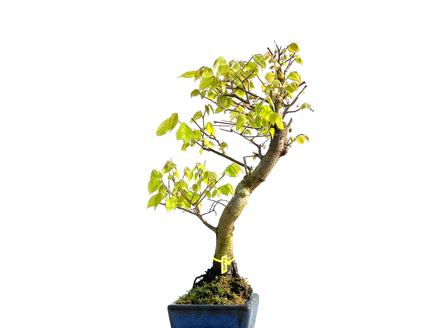 Zelkova Serrata 2043
