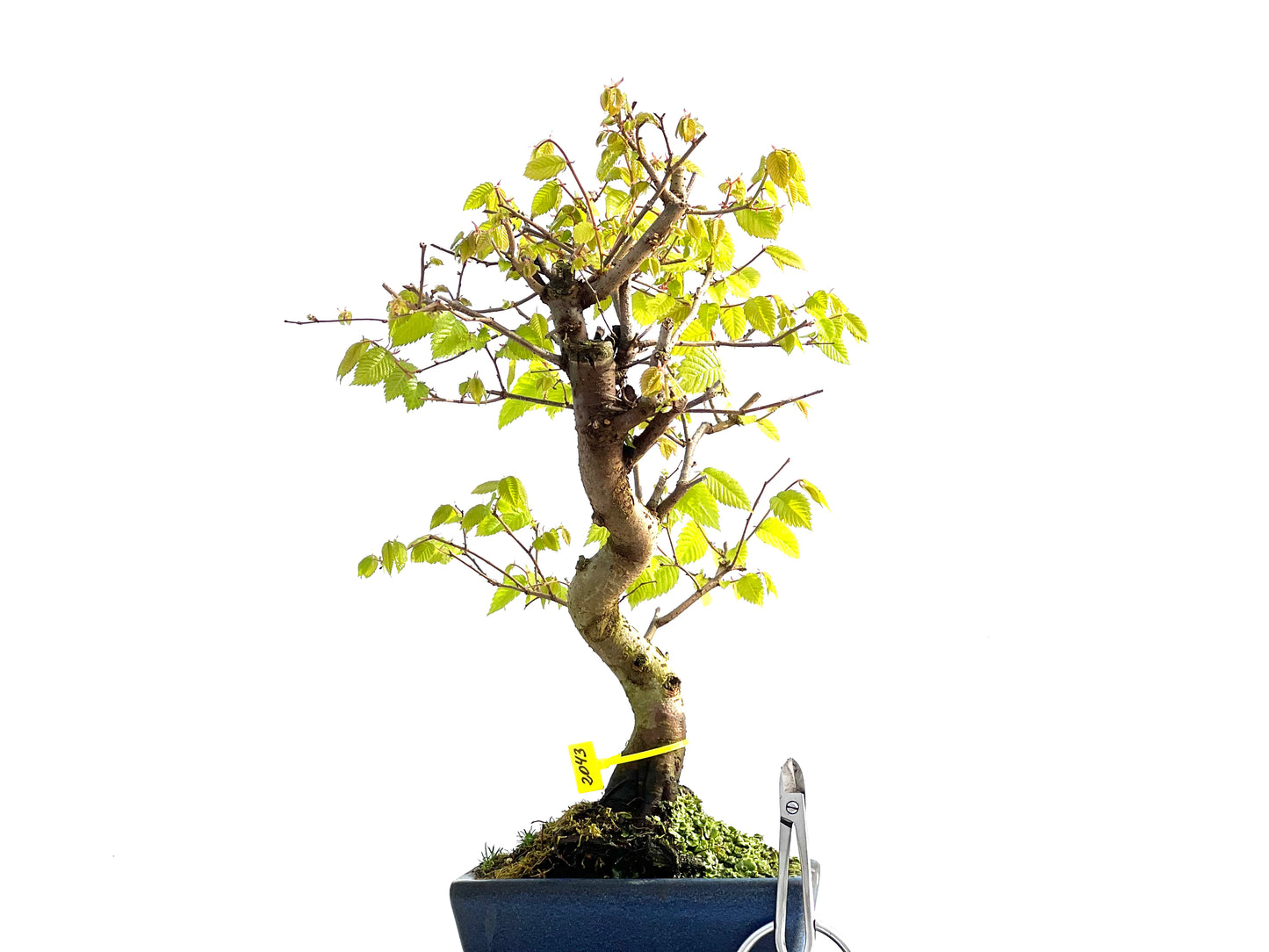 Zelkova Serrata 2043