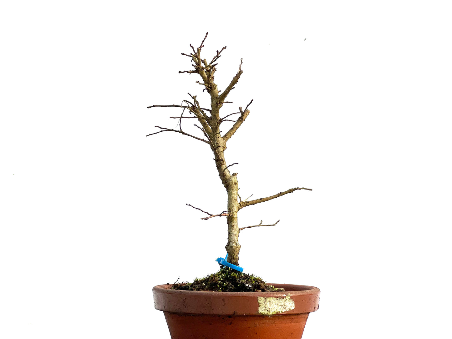 Olmo Nire Keyaki 3577