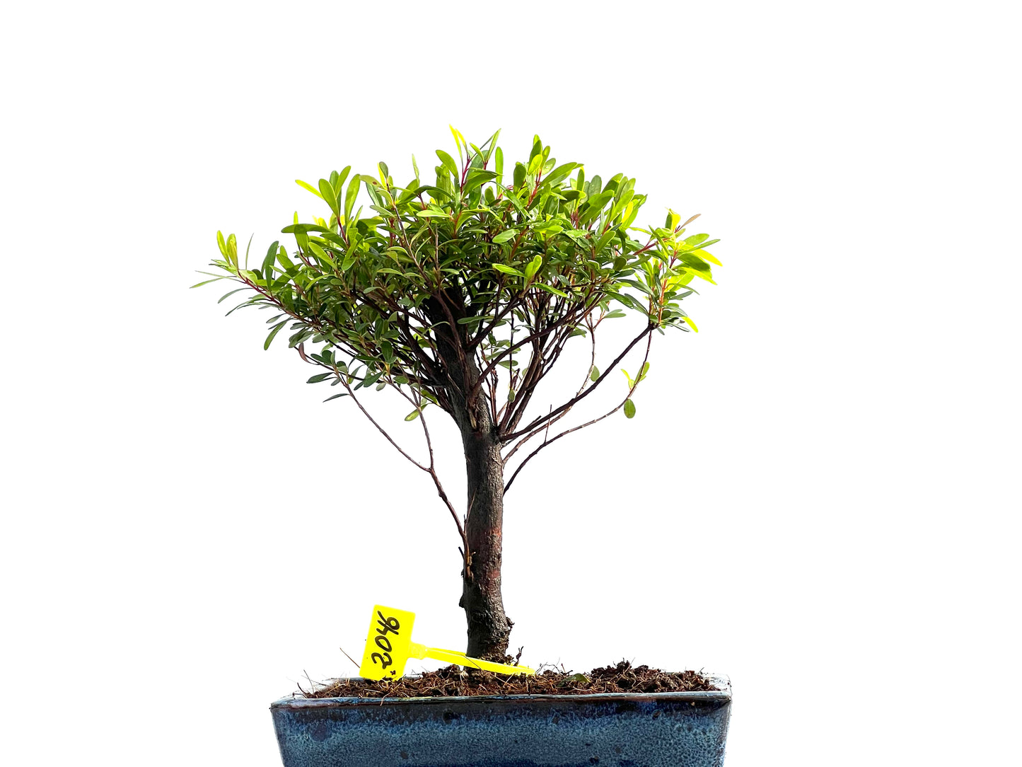Syzigium Buxifolium 2046