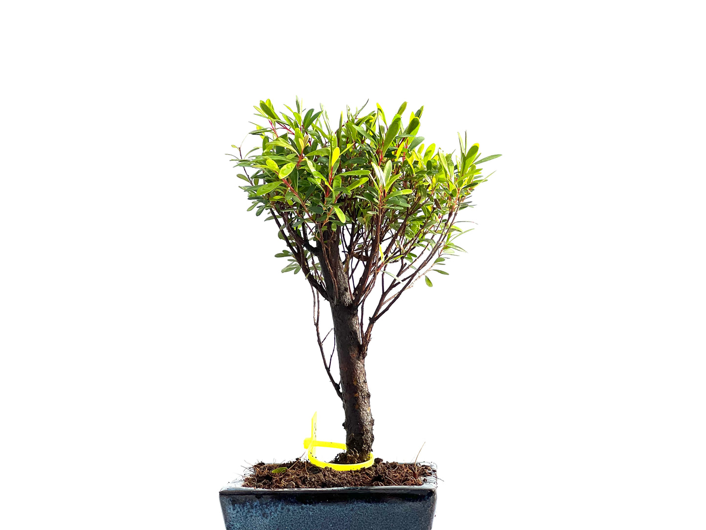 Syzigium Buxifolium 2046