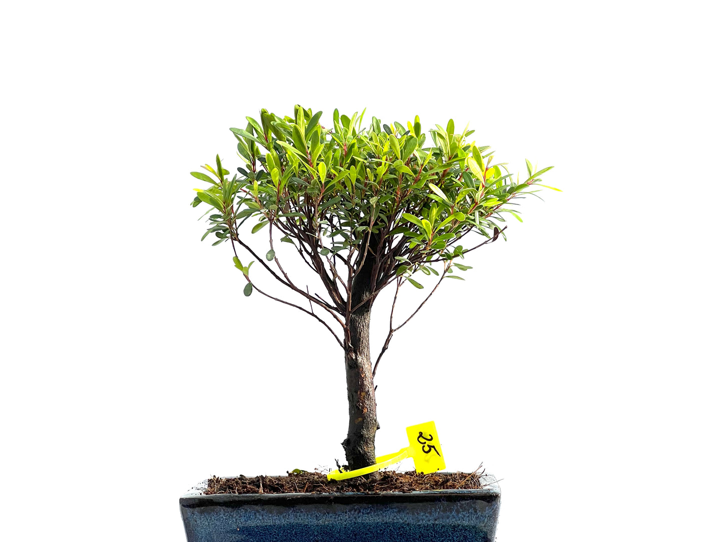 Syzigium Buxifolium 2046