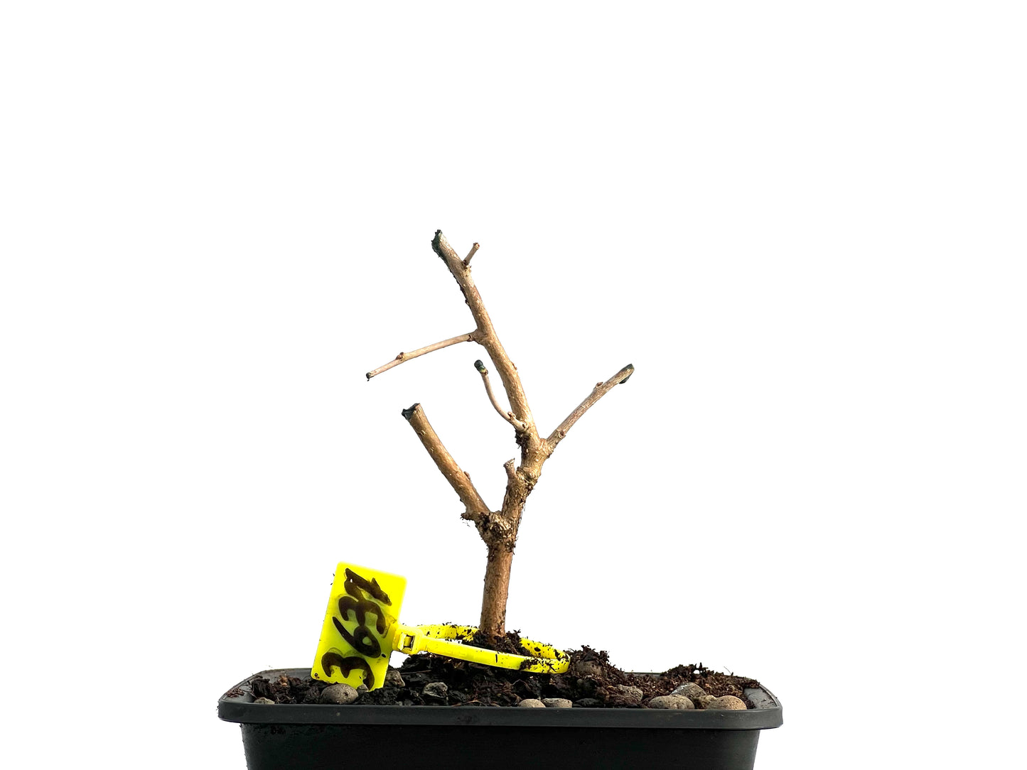 Morus Alba 3637