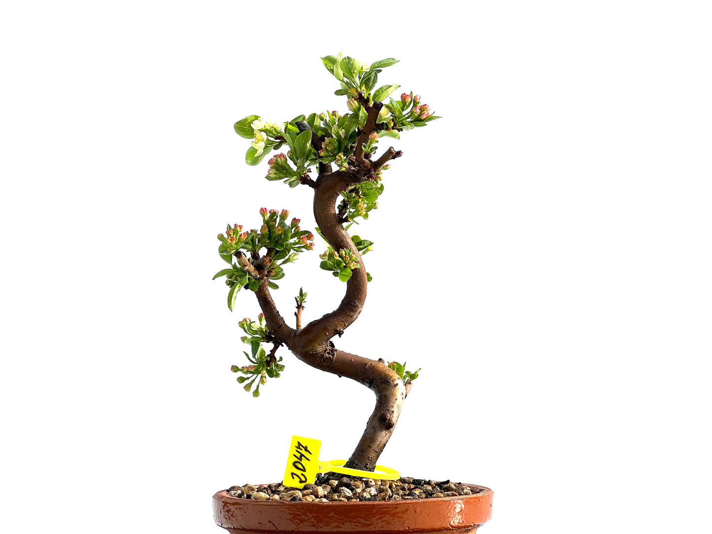 Malus Sieboldii 2047