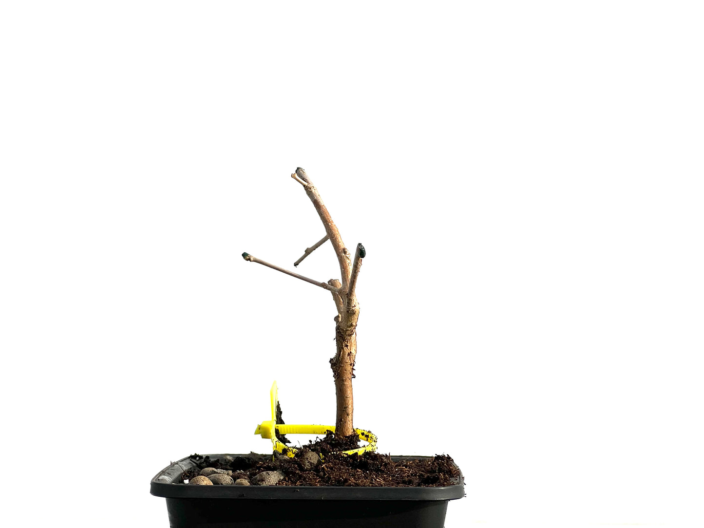 Morus Alba 3637