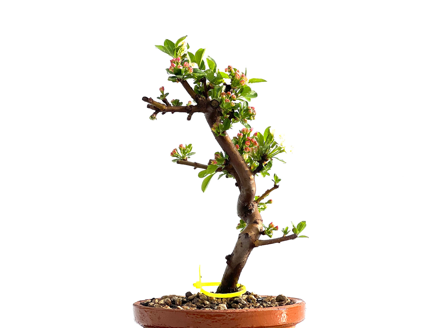 Malus Sieboldii 2047