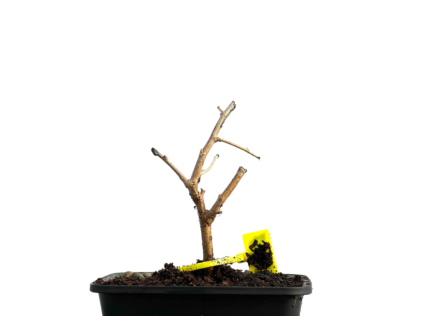 Morus Alba 3637