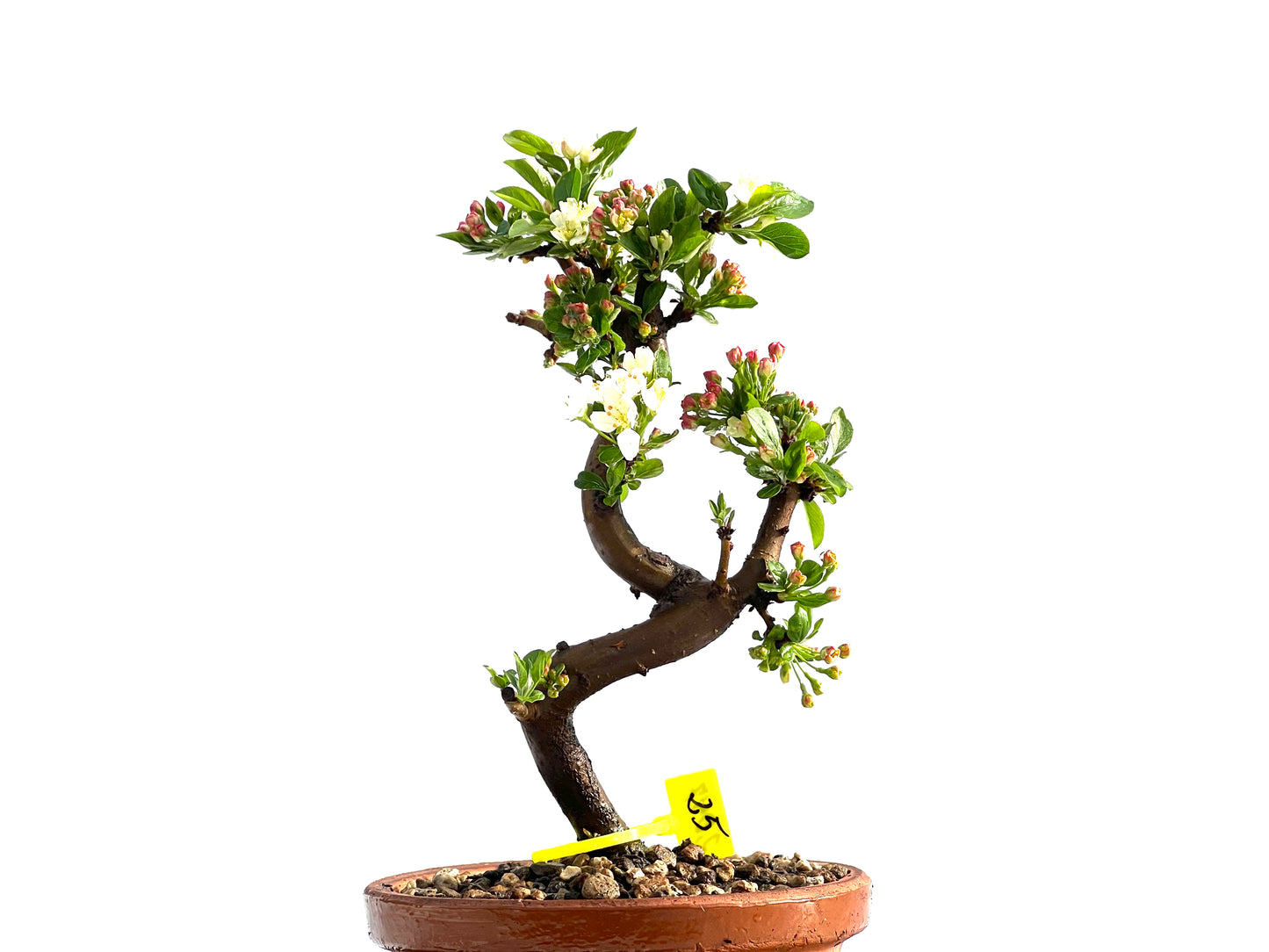 Malus Sieboldii 2047