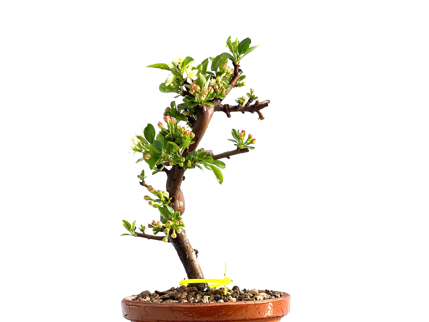 Malus Sieboldii 2047