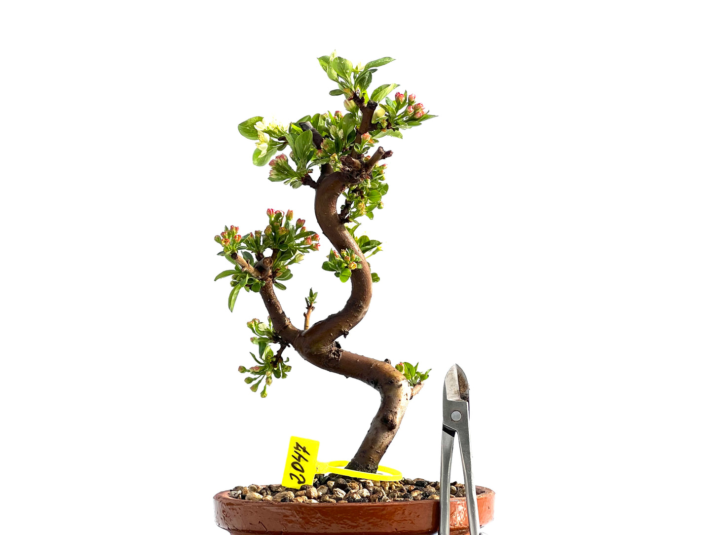 Malus Sieboldii 2047