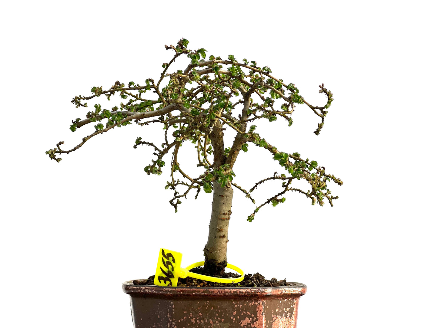 Ulmus Parvifolia 3655