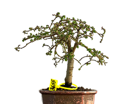 Ulmus Parvifolia 3655