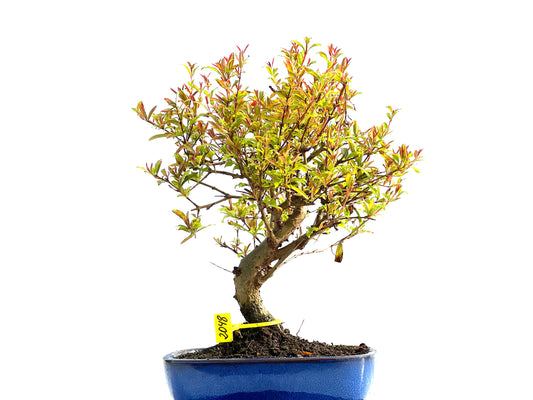Punica Granatum Nana 2048
