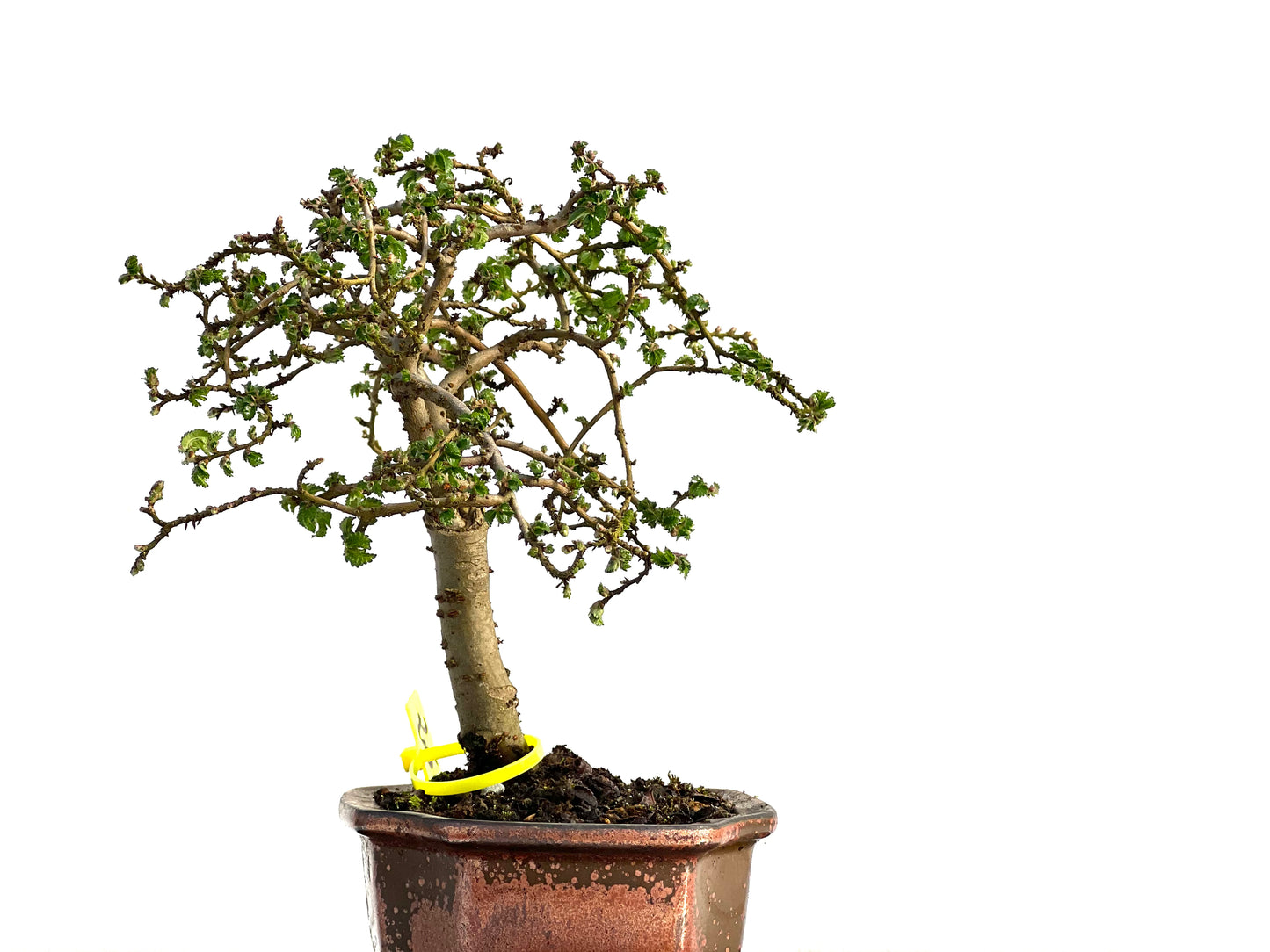 Ulmus Parvifolia 3655