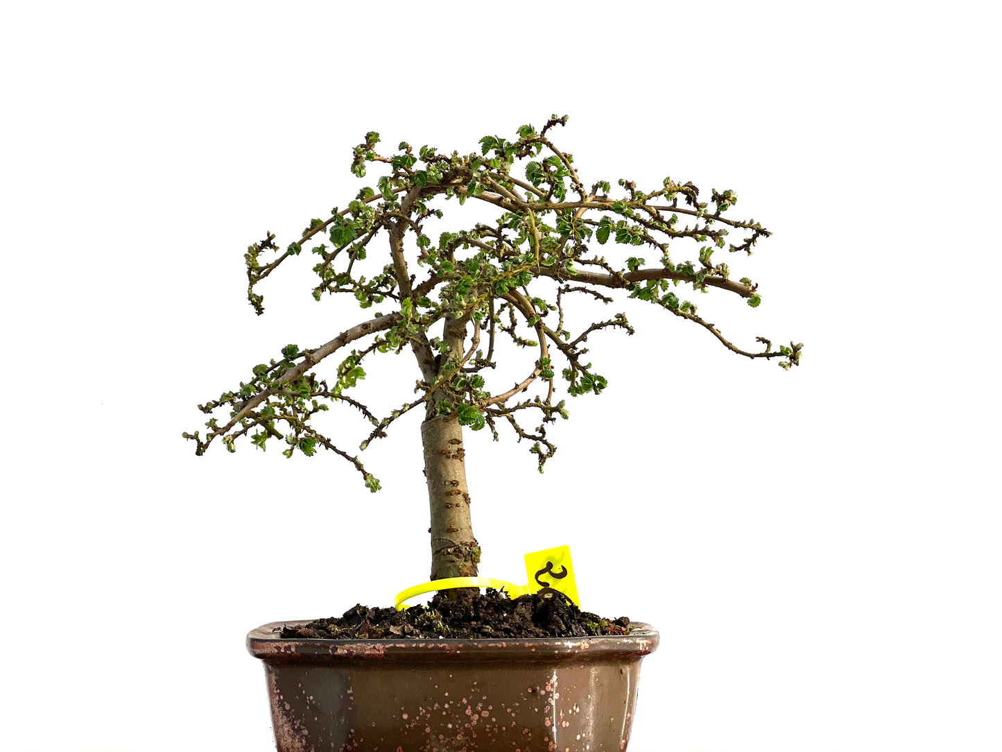 Ulmus Parvifolia 3655
