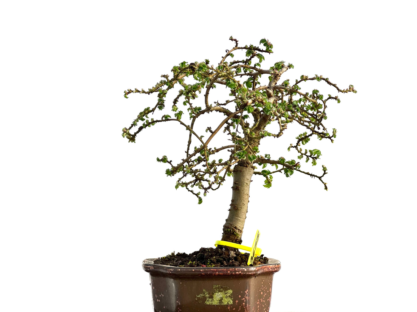 Ulmus Parvifolia 3655