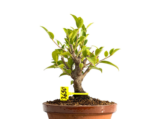 Ficus Tiger Bark 3650