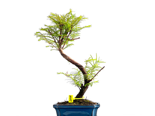 Metasequoia Glyptostroboides 2049