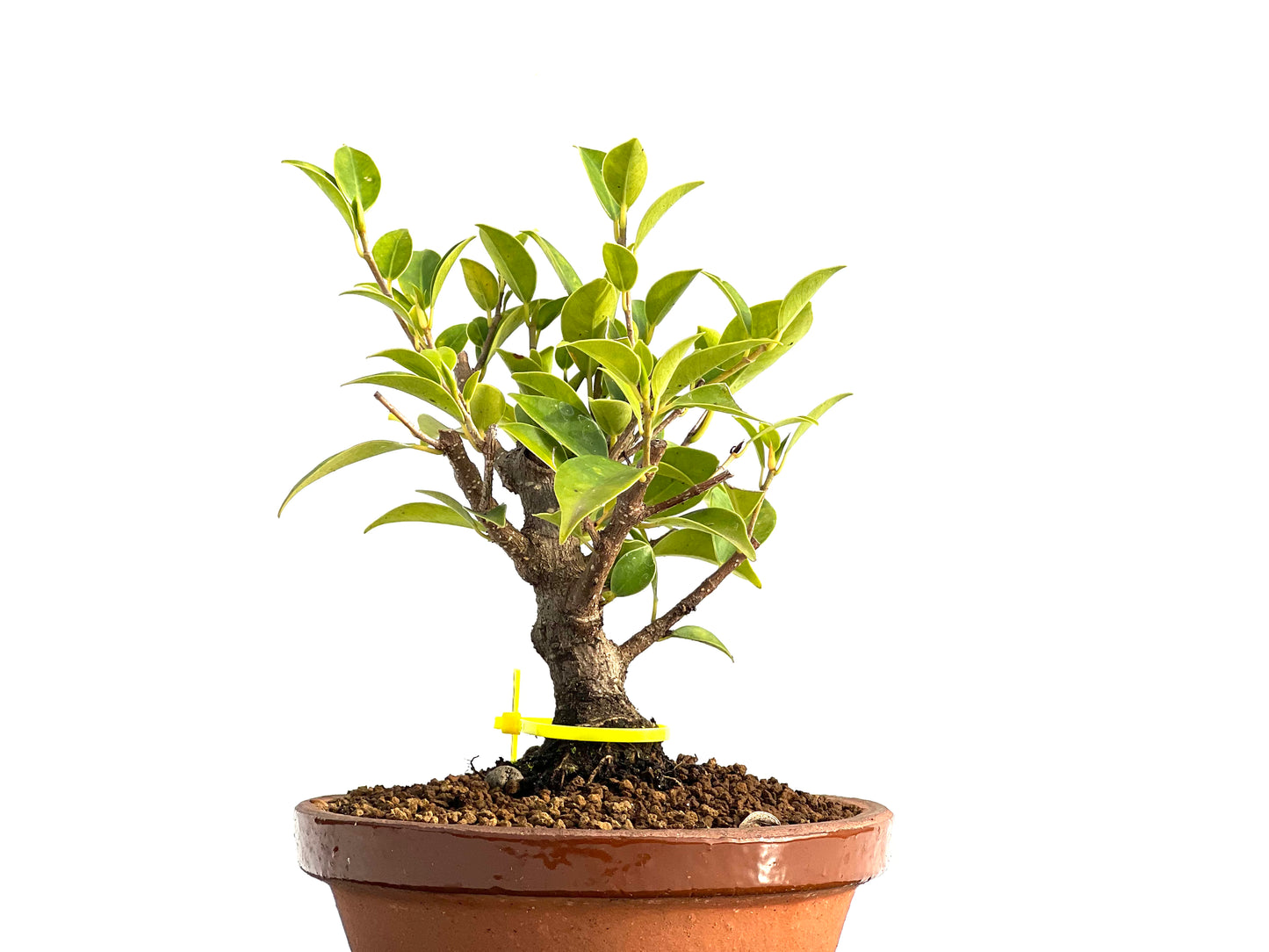 Ficus Tiger Bark 3650