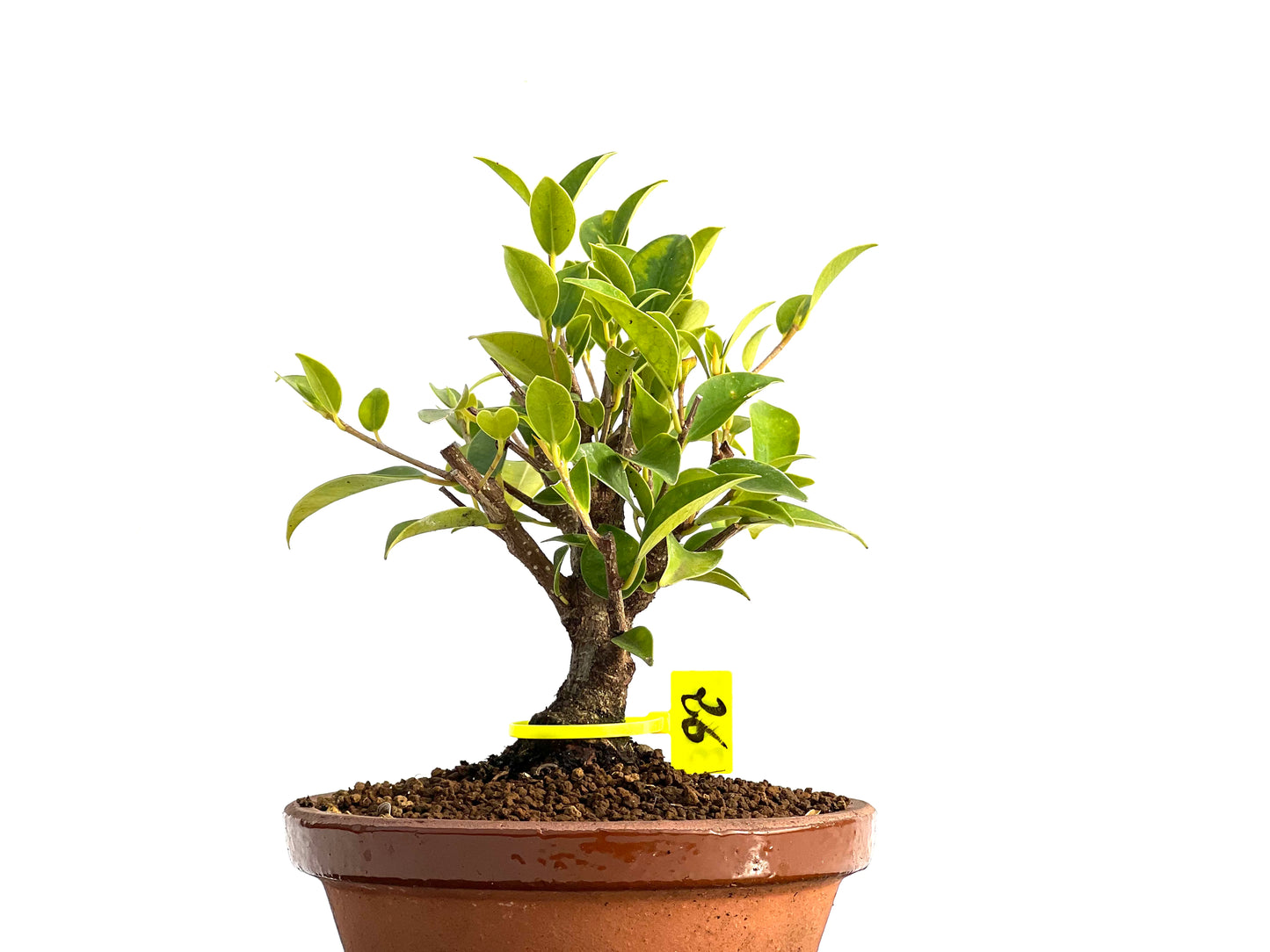 Ficus Tiger Bark 3650